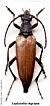 Lepturalia nigripes